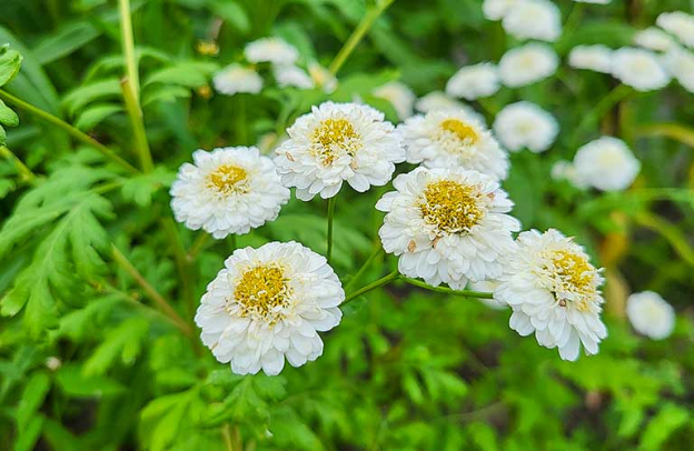 Feverfew: A Natural Remedy for Migraines and Fevers