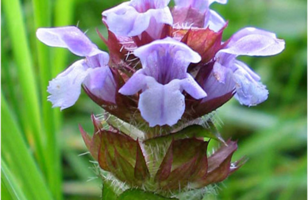 Self-Heal: The All-Purpose Herb for Healing Cuts, Burns, and Boosting Immunity
