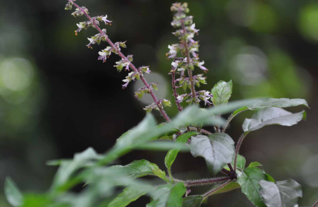 Tulsi (Holy Basil): A Sacred Herb for Stress Relief, Immunity, and Hormonal Balance