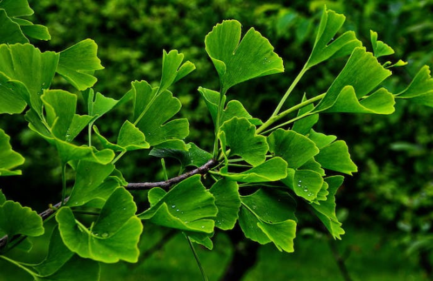 Valerian: The Sleep-Inducing Herb for Natural Relaxation and Anxiety Relief