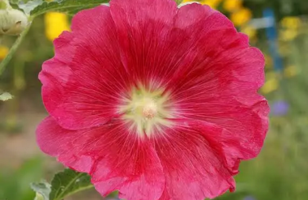 Hollyhock: The Garden Sentinel for Skin Soothing and Respiratory Care