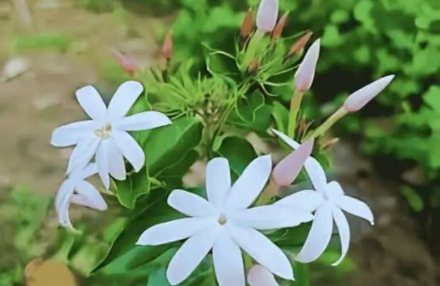 Jasmine: A Sweet Fragrance with Powerful Calming and Anti-Inflammatory Effects
