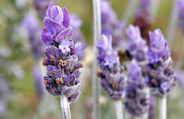 Lavender: The Ultimate Relaxing Herb for Sleep and Anxiety Relief