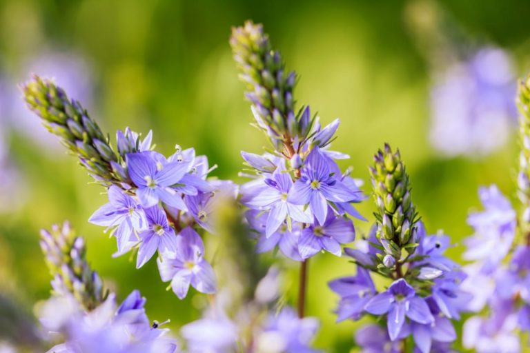 The Welcoming Wisdom of Common Speedwell: Veronica officinalis for Respiratory and Systemic Harmony